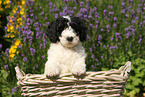 Perro de Agua Espanol Puppy