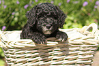 Perro de Agua Espanol Puppy