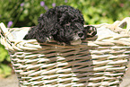 Perro de Agua Espanol Puppy
