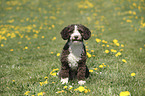 sitting Perro de Agua Espanol