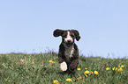 running Perro de Agua Espanol
