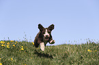 running Perro de Agua Espanol