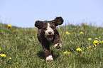 running Perro de Agua Espanol