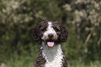 Perro de Agua Espanol Portrait
