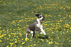 running Perro de Agua Espanol