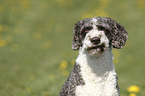 Perro de Agua Espanol Portrait