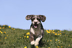 running Perro de Agua Espanol