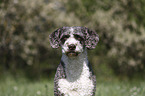 Perro de Agua Espanol Portrait