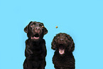 2 dogs