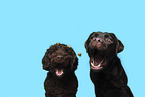 2 dogs