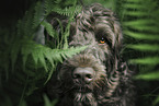 male Perro de Agua Espanol