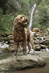 male Perro de Agua Espanol