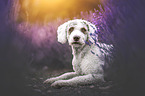 female Perro de Agua Espanol