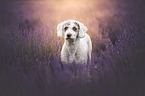 female Perro de Agua Espanol