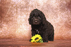 Perro de Agua Espanol Puppy