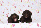 Perro de Agua Espanol Puppies