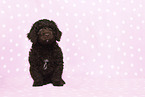 Perro de Agua Espanol Puppy
