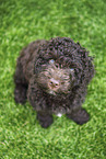 Perro de Agua Espanol Puppy