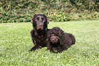 2 dogs