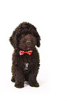 Perro de Agua Espanol Puppy