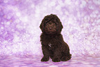 Perro de Agua Espanol Puppy