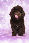 Perro de Agua Espanol Puppy