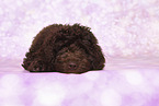 Perro de Agua Espanol Puppy