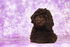 Perro de Agua Espanol Puppy