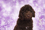 Perro de Agua Espanol Puppy