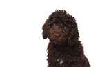 Perro de Agua Espanol Puppy