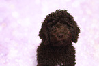 Perro de Agua Espanol Puppy