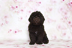 Perro de Agua Espanol Puppy