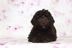 Perro de Agua Espanol Puppy