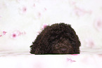 Perro de Agua Espanol Puppy