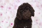 Perro de Agua Espanol Puppy