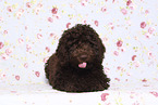 Perro de Agua Espanol Puppy