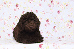 Perro de Agua Espanol Puppy