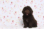 Perro de Agua Espanol Puppy