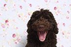 Perro de Agua Espanol Puppy