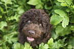 Perro de Agua Espanol Puppy