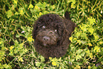 Perro de Agua Espanol Puppy