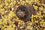Perro de Agua Espanol Puppy
