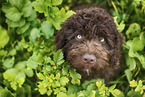 Perro de Agua Espanol Puppy