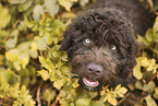 Perro de Agua Espanol Puppy