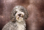 Perro de Agua Espanol in Studio