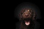 Perro de Agua Espanol