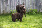 2 dogs