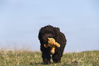 Perro de Agua Espanol Puppy