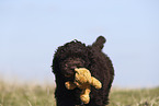 Perro de Agua Espanol Puppy