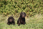 2 dogs